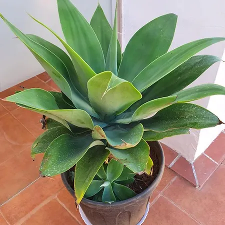 Perla De Roca En Poblado Marinero Acantilado de los Gigantes